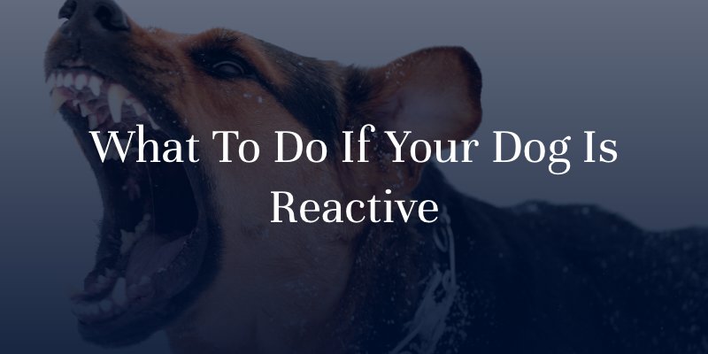 what to do if your dog is reactive