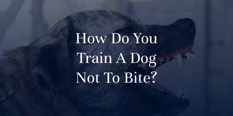 How Do You Train A Dog Not To Bite?