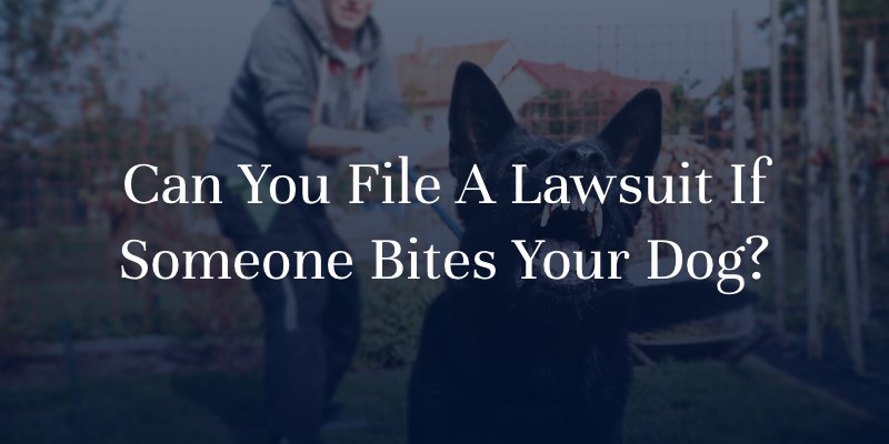 Can you file a lawsuit if someone bites your dog?