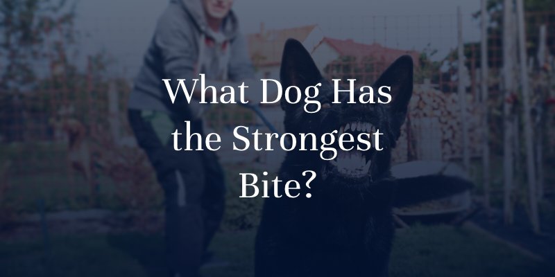 What Dog Has the Strongest Bite?