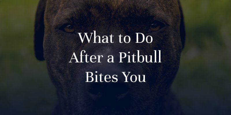 What to Do After a Pitbull Bites You