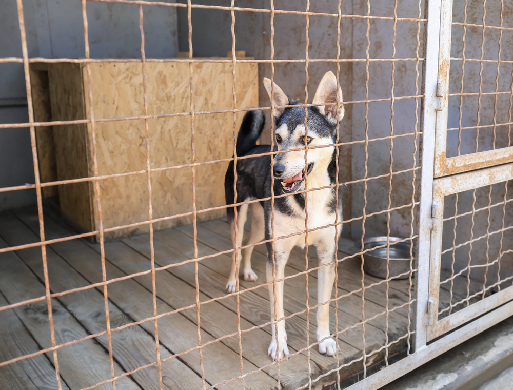 Washington law requires a dog bite quarantine