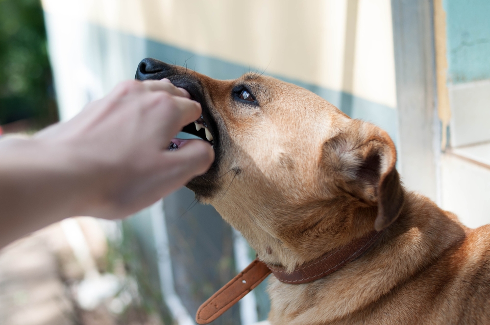 can someone sue you if your dog bites them on your property