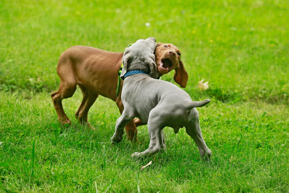 Dog Gets Bitten By Another Dog