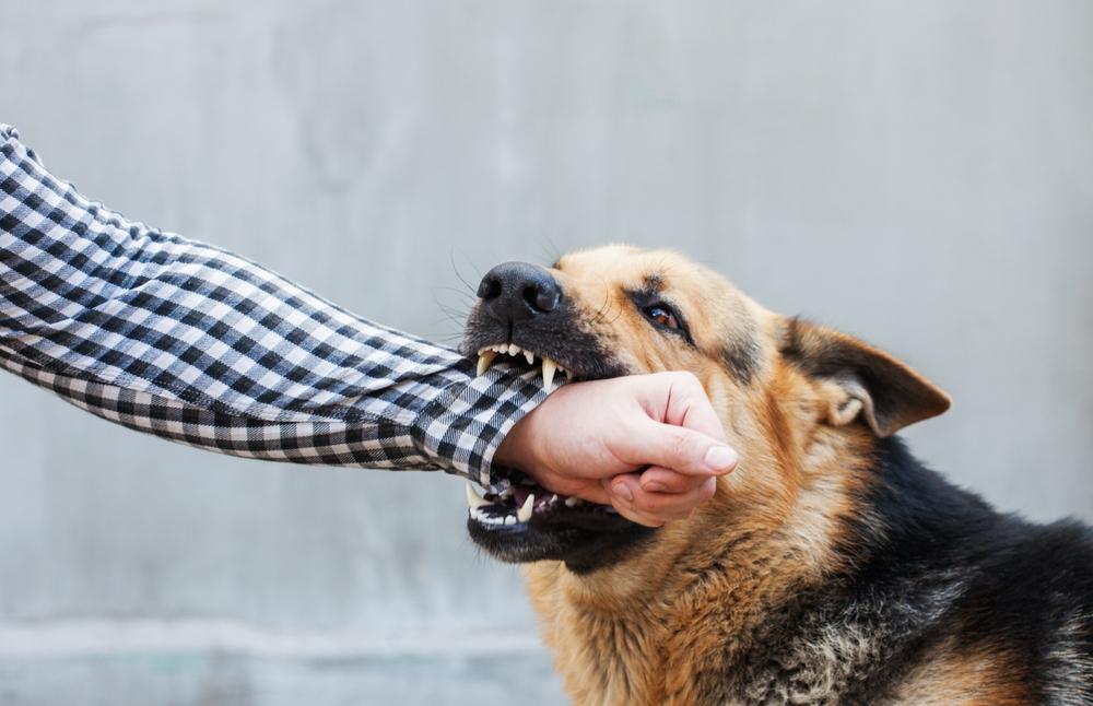 can i sue my neighbor for a dog bite