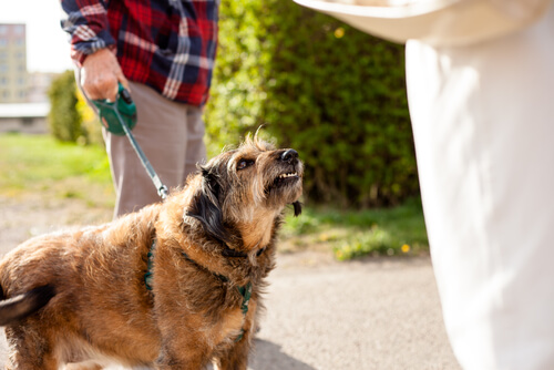 Tacoma Dog Bite Attorney