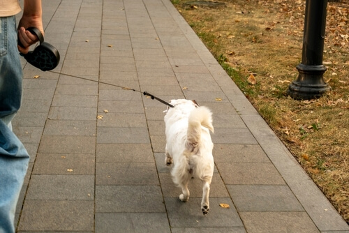Liability and Insurance to Cover with Dog Walking Apps