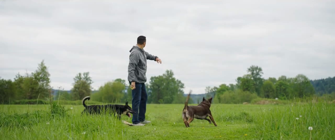 Dog bite injury legal resource